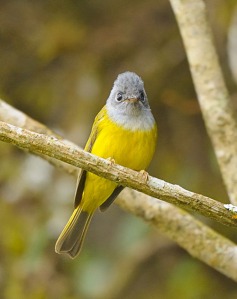 Canary Bird at Randarda Lake, Rajkot, Gujarat, India