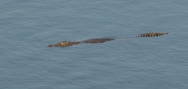 Crocodile at Kamleshwar Dam, Sasan Gir, Gujarat, India