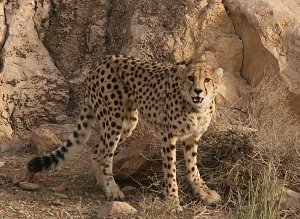 Asiatic-Cheetah-by-Ghoddousi-HR
