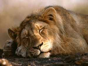 asian-lion-sleeping_452_990x742