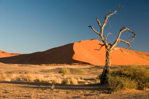 Thorn_Tree_Sossusvlei_Namib_Desert_Namibia_Luca_Galuzzi_2004