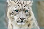 snow leopard ladakh