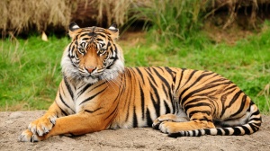 Bengal-Tiger-4